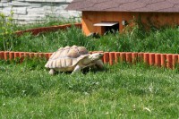 /album/sulcata/nedela-korytnacky-a-psi-033-jpg/